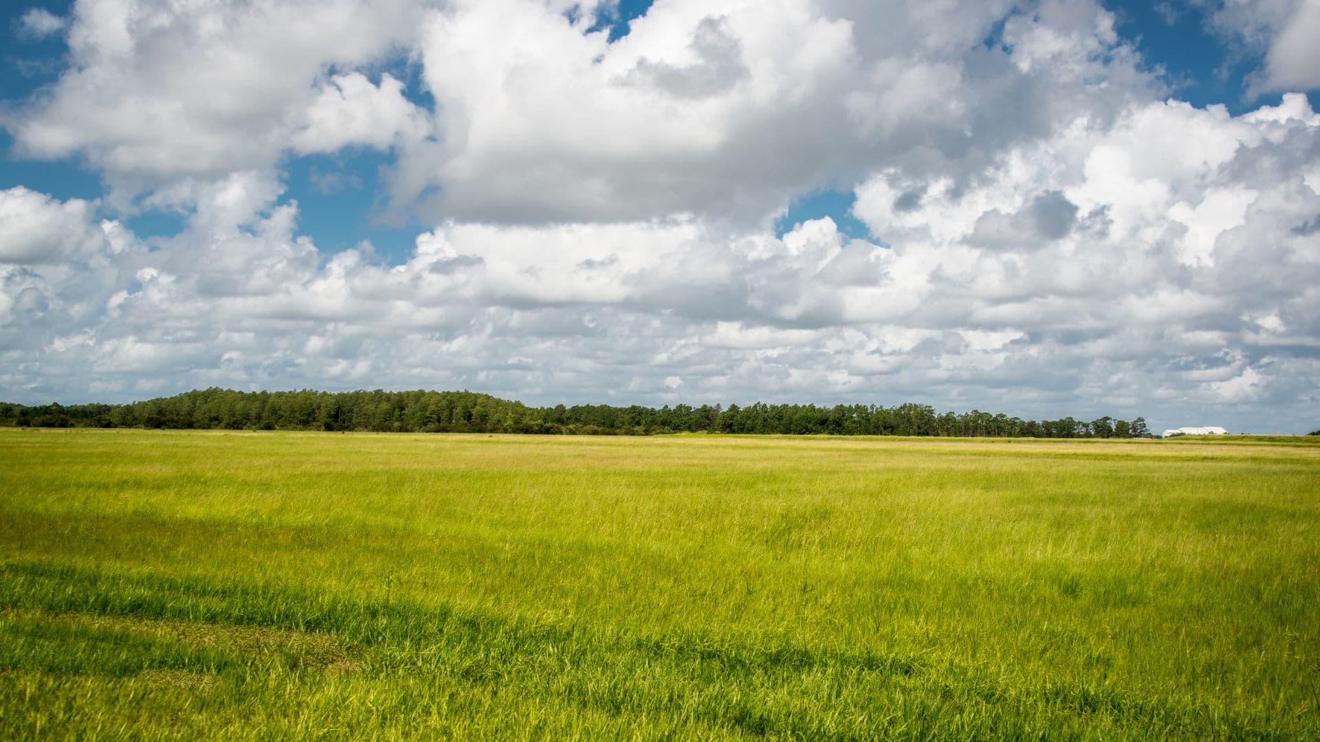 Field